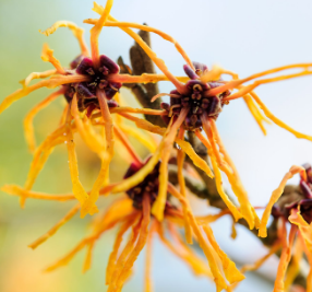 Hamamelis